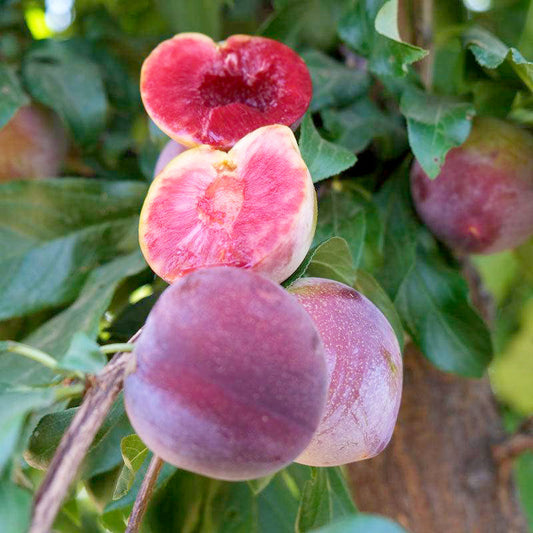 Satsuma Plum Tree Grow Organic