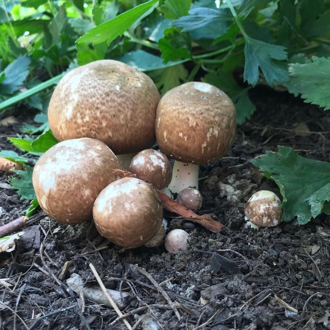 Organic Almond Agaricus Mushroom Sawdust Spawn North Spore
