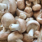 Organic Almond Agaricus Mushroom Sawdust Spawn North Spore