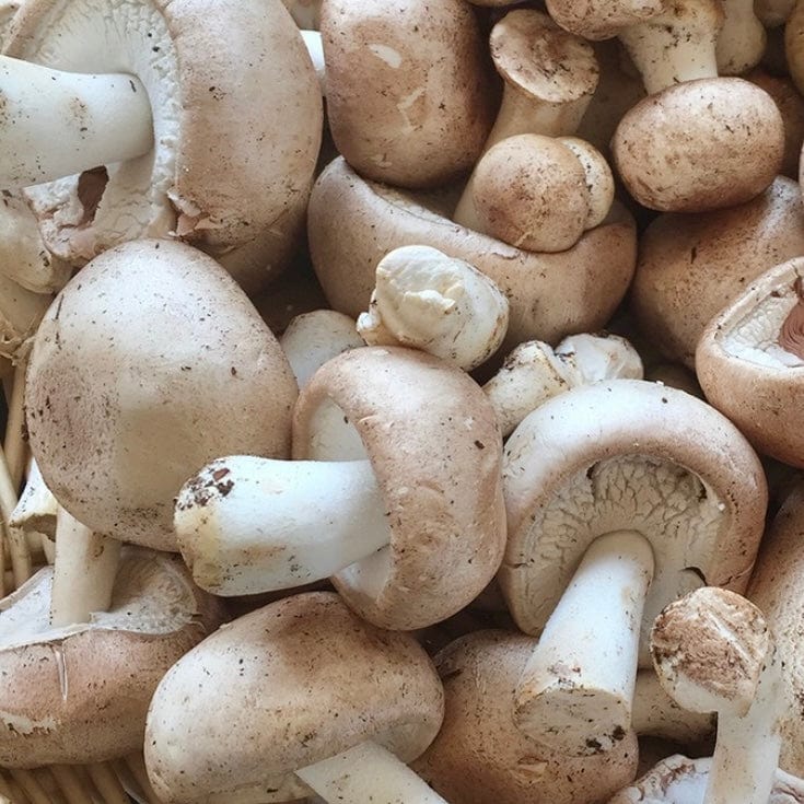 Organic Almond Agaricus Mushroom Sawdust Spawn North Spore