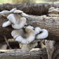 Organic Blue Oyster Mushroom Sawdust Spawn North Spore