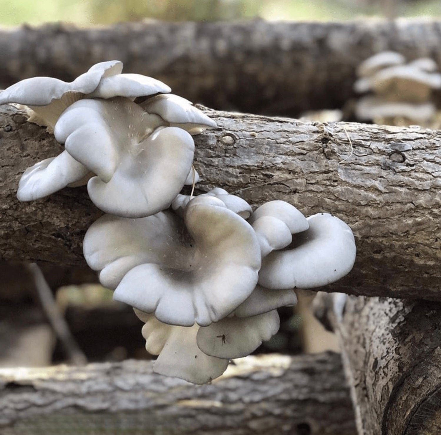 Organic Blue Oyster Mushroom Sawdust Spawn North Spore