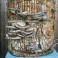 Organic Blue Oyster Mushroom Sawdust Spawn North Spore