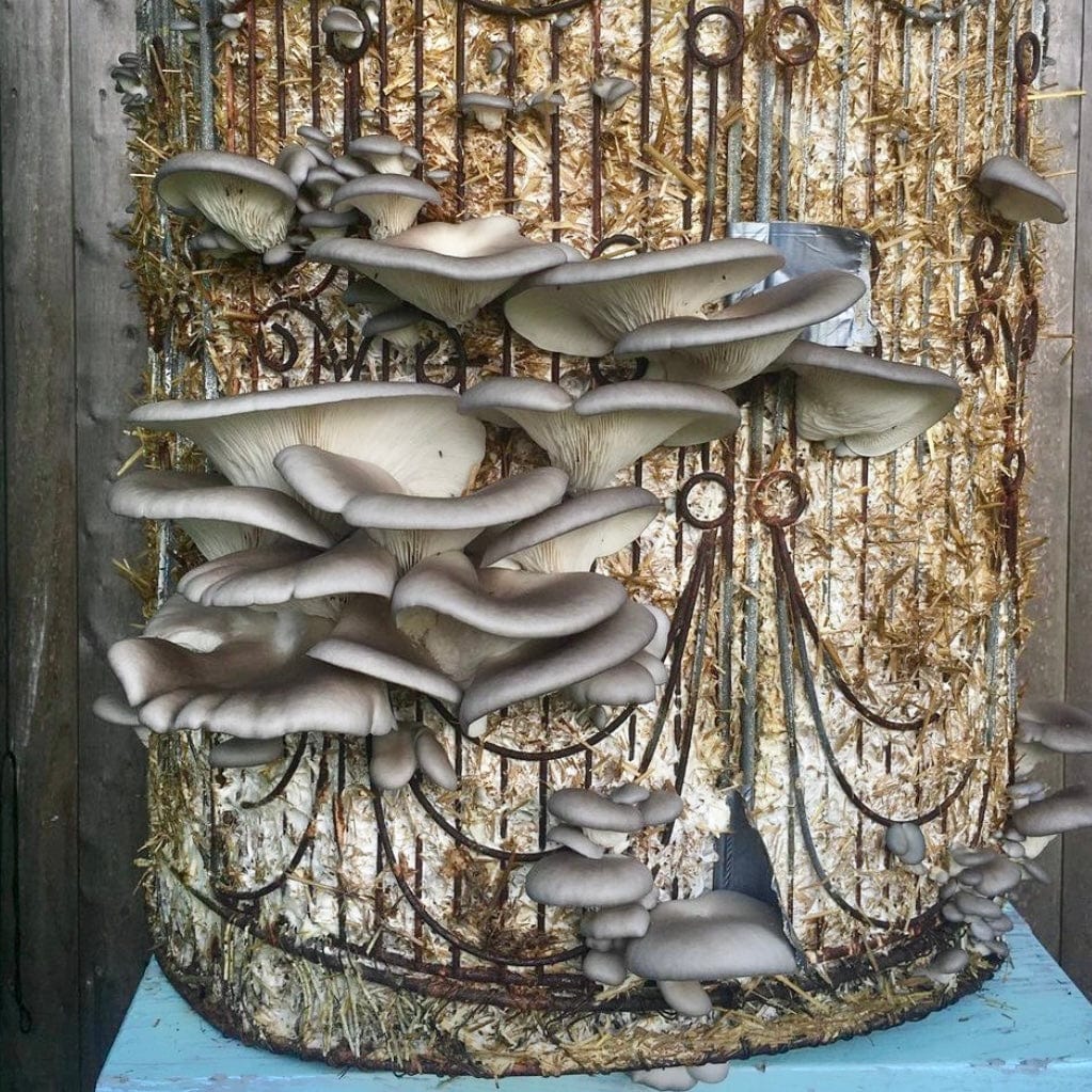 Organic Blue Oyster Mushroom Sawdust Spawn North Spore