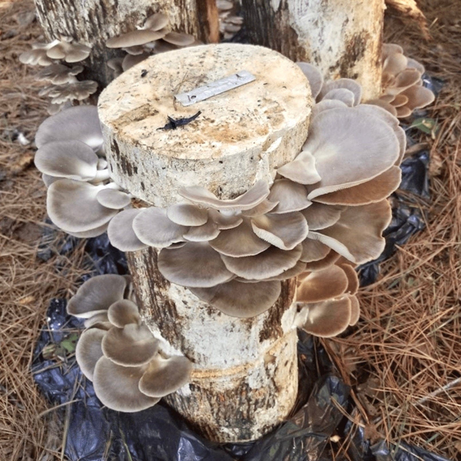 Organic Italian Oyster Mushroom Sawdust Spawn North Spore