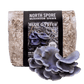Organic Blue Oyster Mushroom Sawdust Spawn North Spore