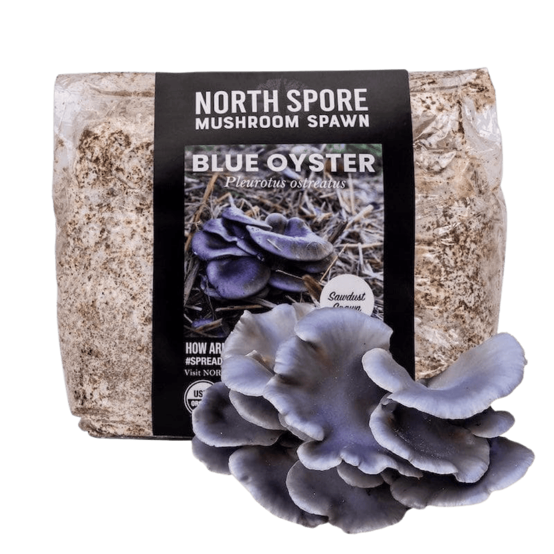 Organic Blue Oyster Mushroom Sawdust Spawn North Spore