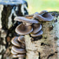 Organic Blue Oyster Mushroom Sawdust Spawn North Spore