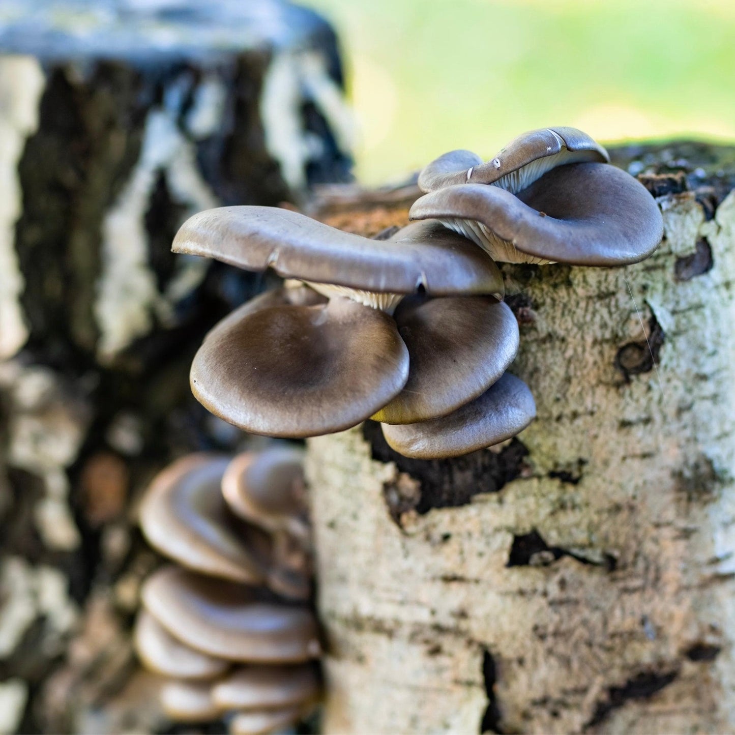 Organic Blue Oyster Mushroom Sawdust Spawn North Spore