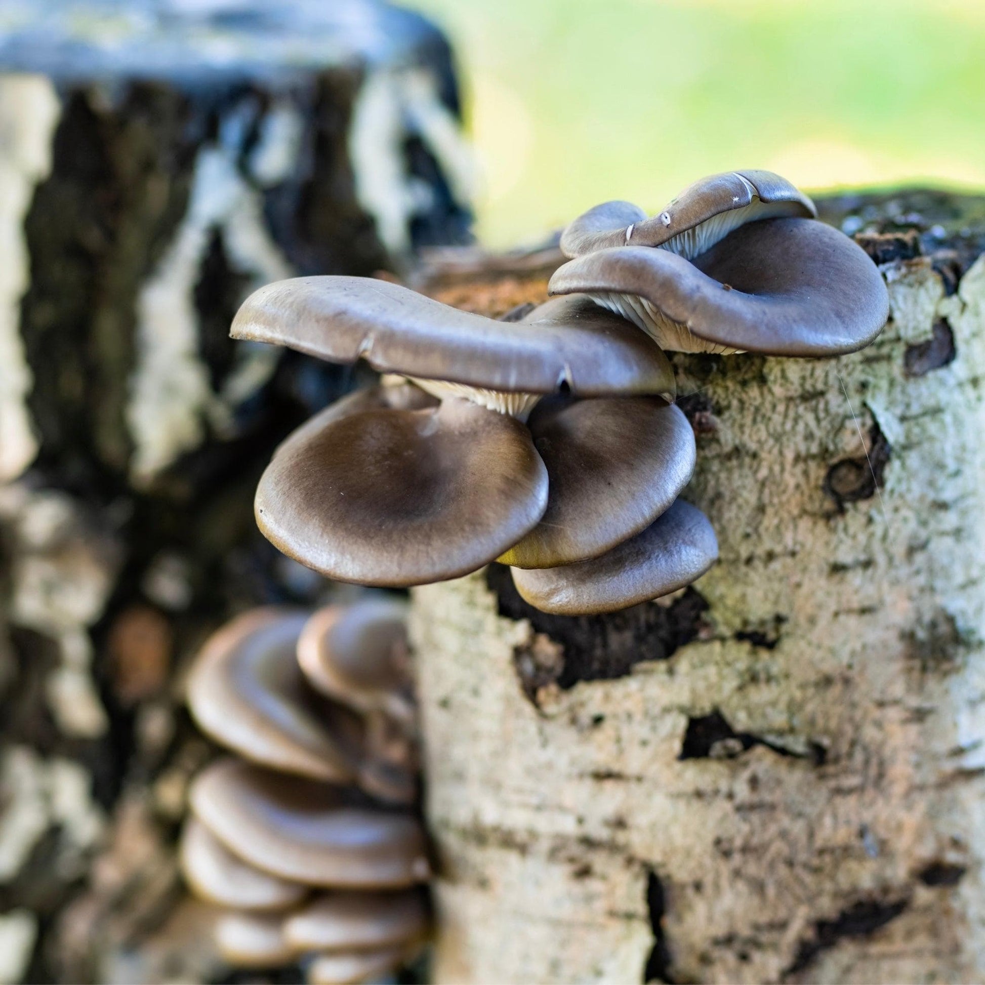 Organic Blue Oyster Mushroom Sawdust Spawn North Spore