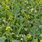 Peaceful Valley Pollinator Brassica Blend (lb) Grow Organic
