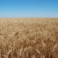 Organic Hard Red Winter Wheat Seed (lb)
