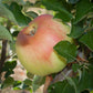 Sierra Beauty Apple Tree - Grow Organic
