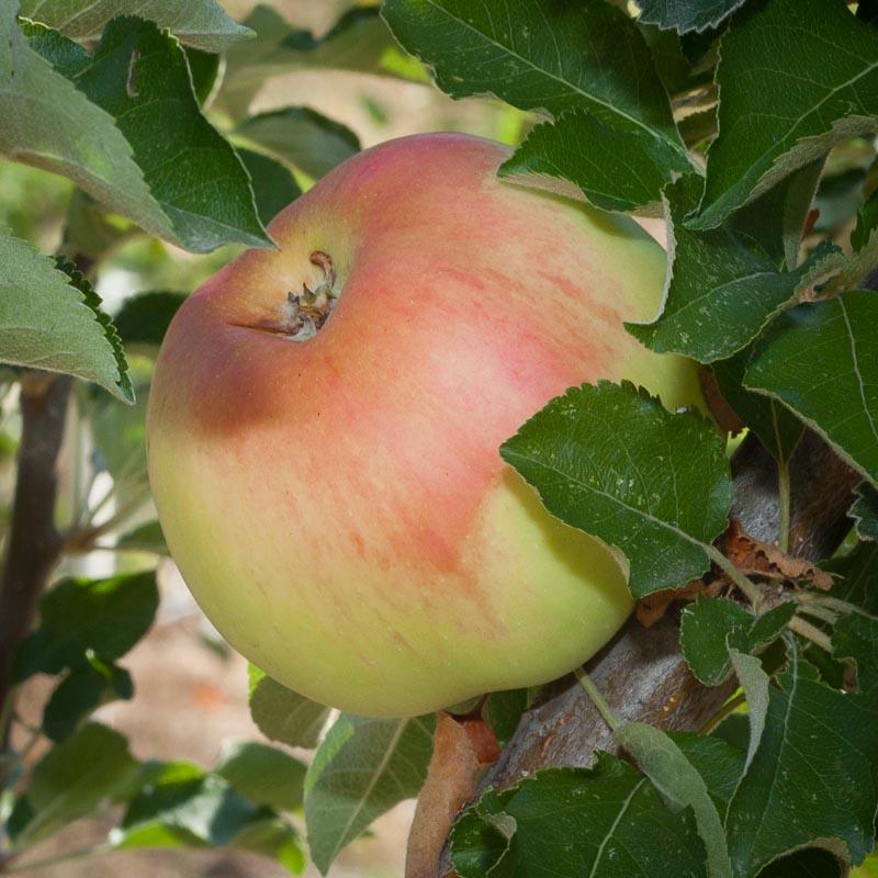 Sierra Beauty Apple Tree - Grow Organic