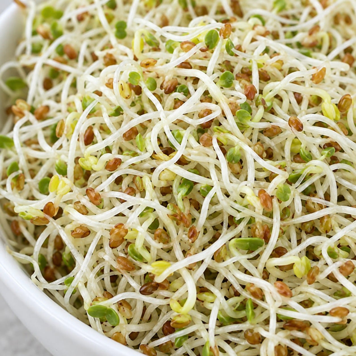 Organic Alfalfa Sprouting Seeds (3 oz) High Mowing Seeds