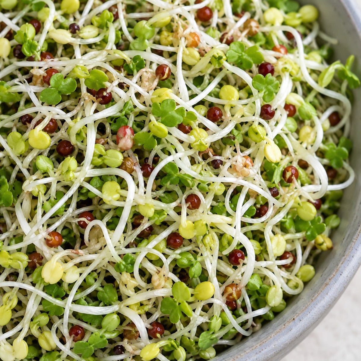 Organic Broccoli Blend Sprouting Seeds (3 oz) High Mowing Seeds