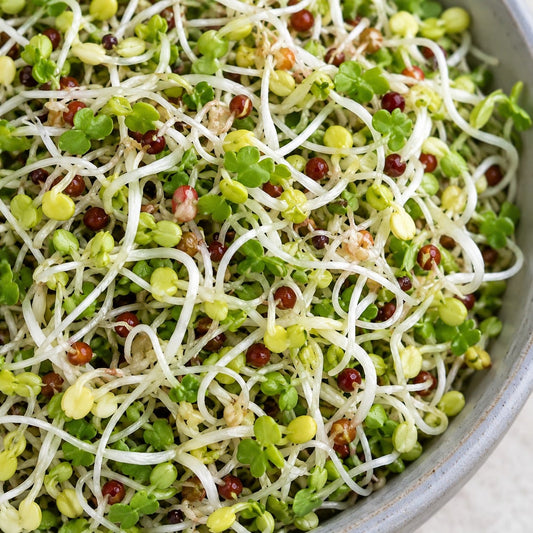 Organic Broccoli Blend Sprouting Seeds (3 oz) High Mowing Seeds