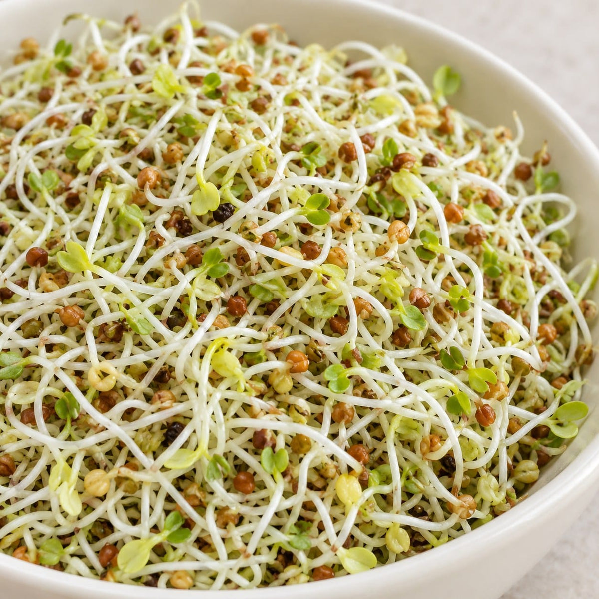 Organic Sandwich Booster Sprouting Seed Mix (3 oz) High Mowing Seeds