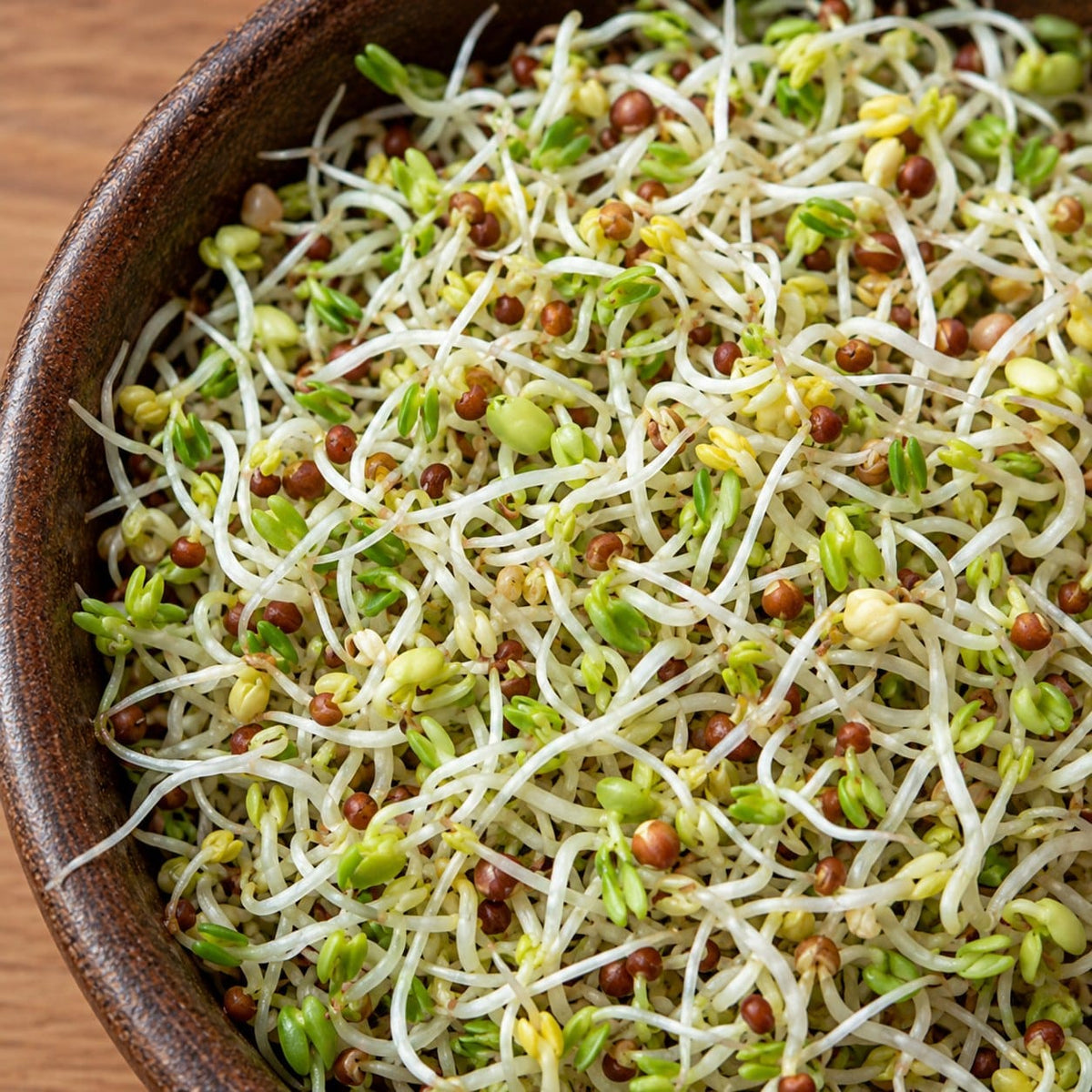 Organic Spring Salad Sprouting Seed Mix (3 oz) High Mowing Seeds
