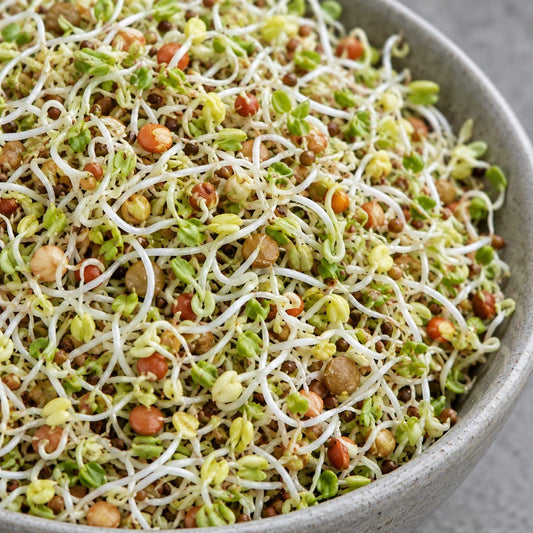 Organic Spicy Salad Sprouting Seed Mix (4 oz) High Mowing Seeds