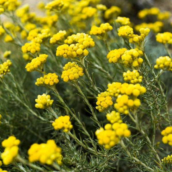 helichrysum flower seeds Helichrysum Seeds (Organic)