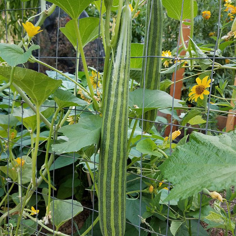 planting armenian cucumber seeds Striped Cucumber Seeds (Organic)