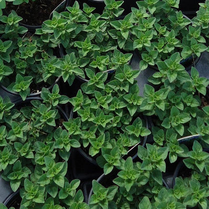 Greek Oregano Seeds (Organic) Peaceful Valley
