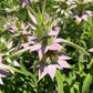 Spotted Beebalm flower detail with pink bracts and spotted tubular blooms