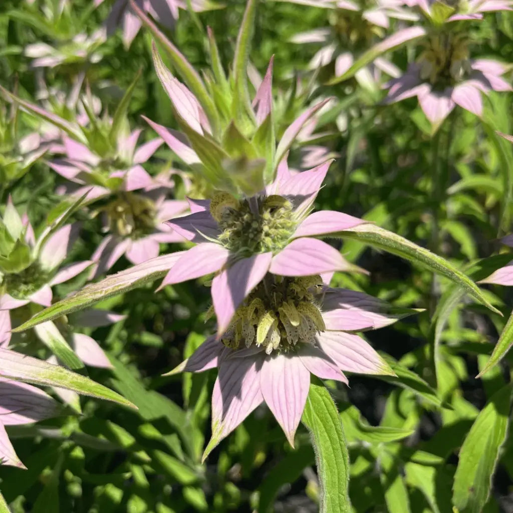 Spotted Beebalm flower detail with pink bracts and spotted tubular blooms