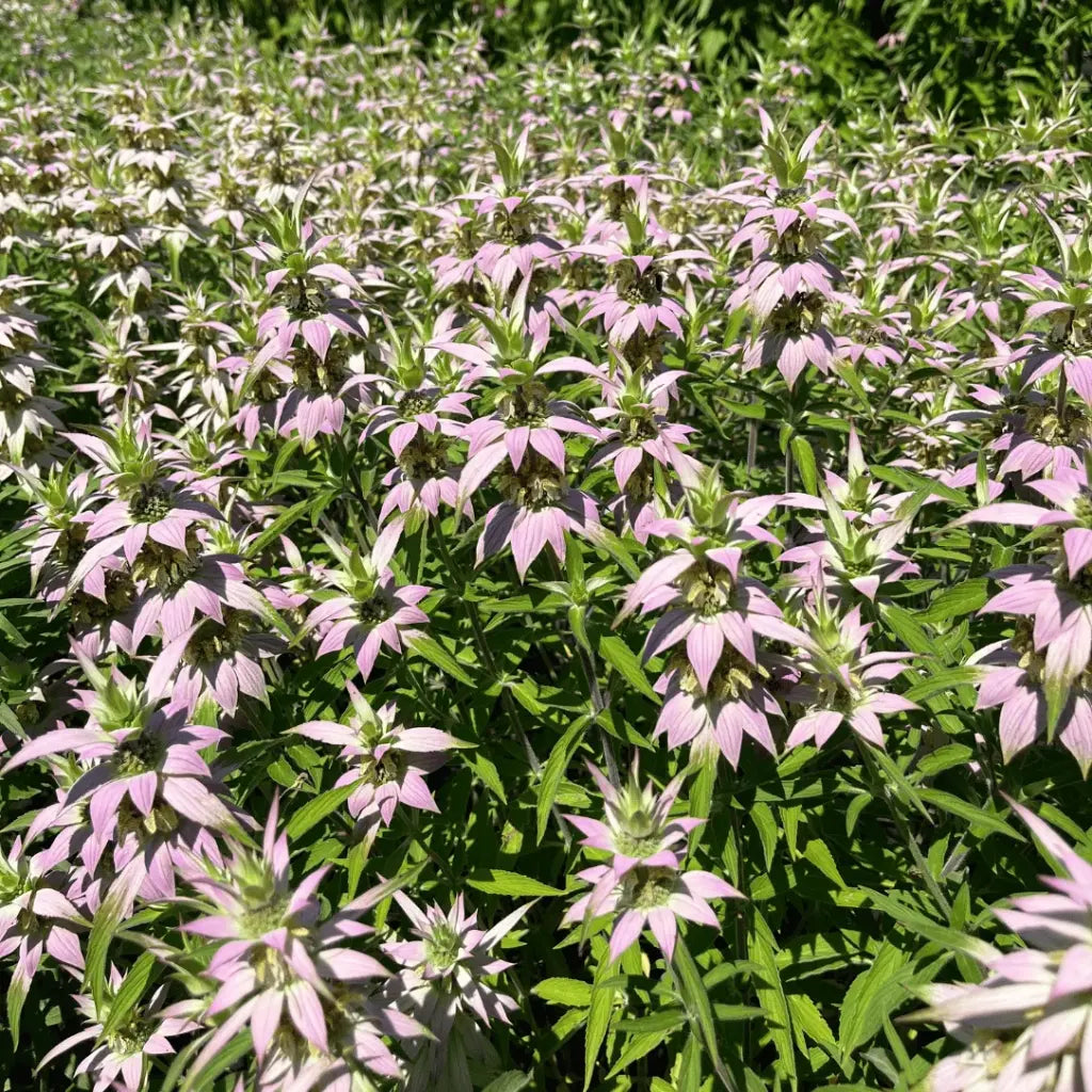 Spotted Beebalm Seeds (Organic) Hudson Valley Seed Company