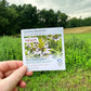 Hudson Valley Seed Company PollinateHV Spotted Beebalm organic seed packet