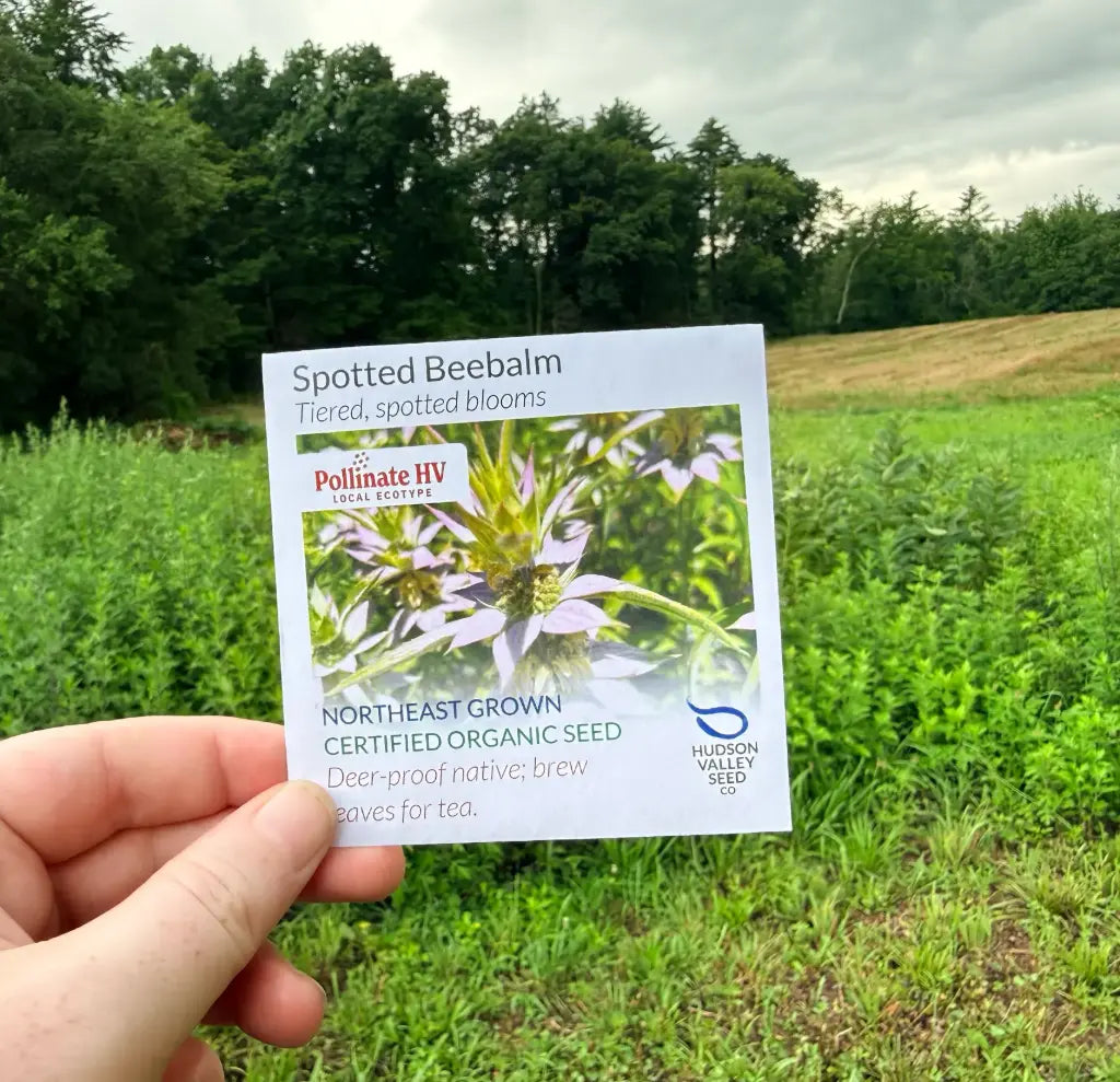 Hudson Valley Seed Company PollinateHV Spotted Beebalm organic seed packet