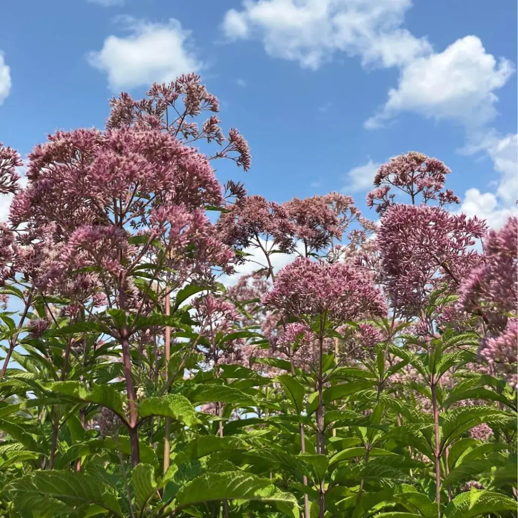 Spotted Joe Pye Weed Seeds (Organic) Hudson Valley Seed Company