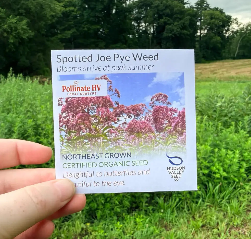 Spotted Joe Pye Weed Seeds (Organic) Hudson Valley Seed Company