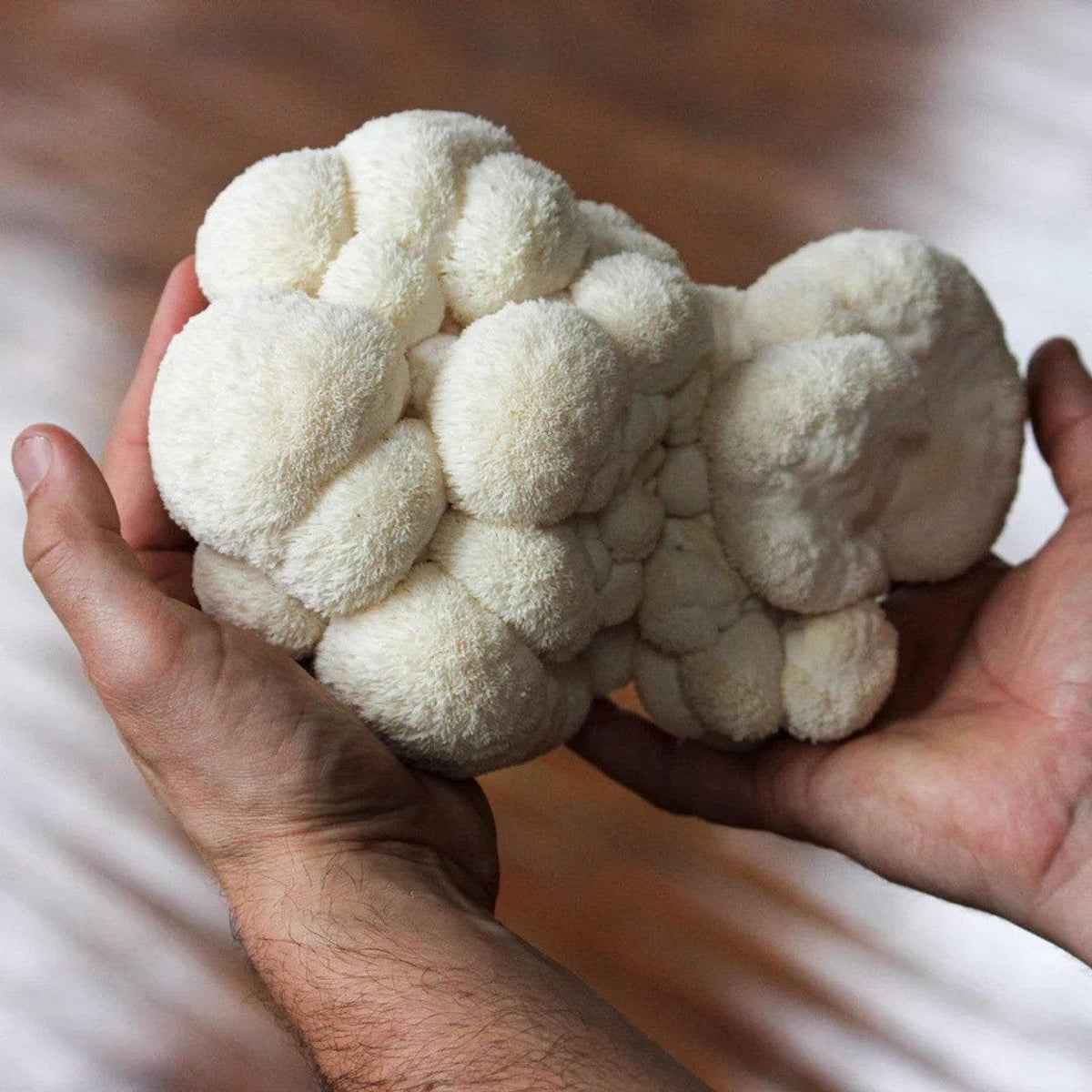 Organic Lion's Mane ‘Spray & Grow’ Mushroom Growing Kit North Spore