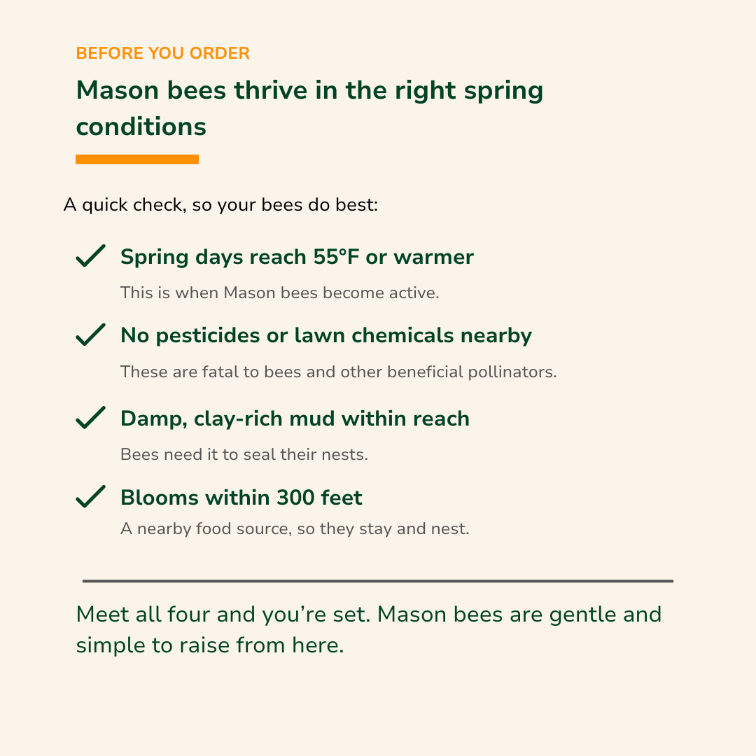 Spring Mason Bees (40ct) CrownBees