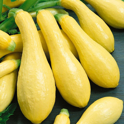 Early Straightneck Summer Squash Seeds (Organic) Peaceful Valley