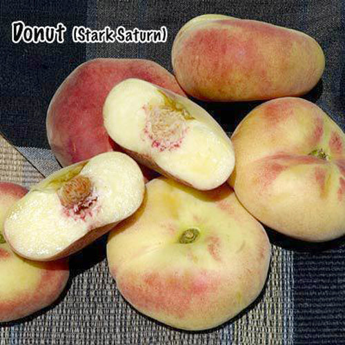 Stark Saturn Peach Tree Grow Organic