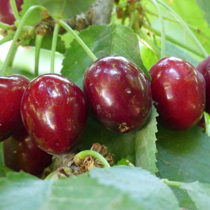 Cherry Tree With Roots Bare Root Cherry Trees for Beautiful Blossoms & Sweet Harvests – Grow ...