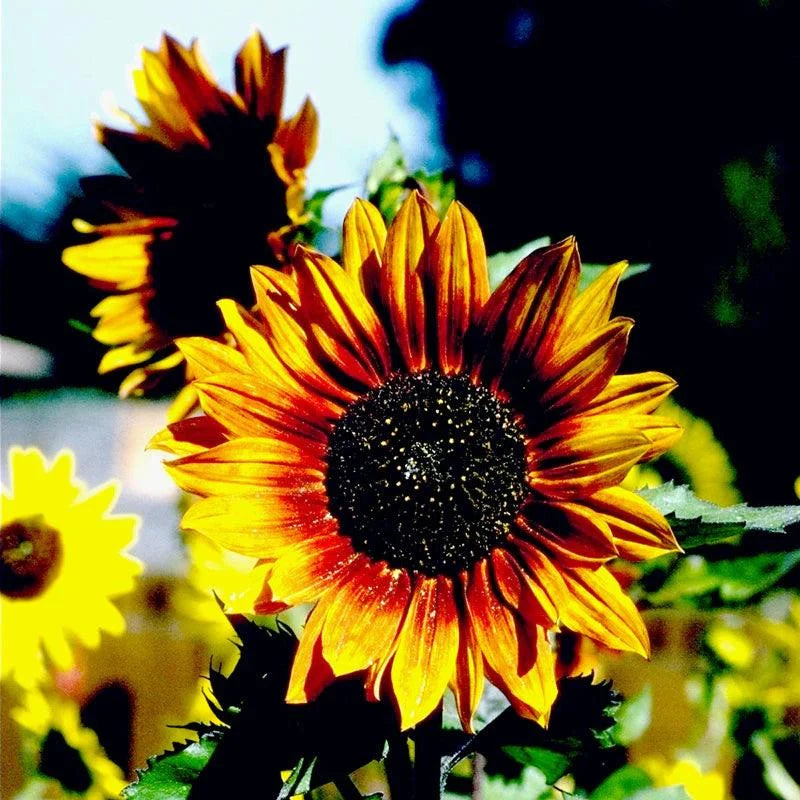 planting autumn beauty sunflower seeds Autumn Beauty Sunflower (Organic)