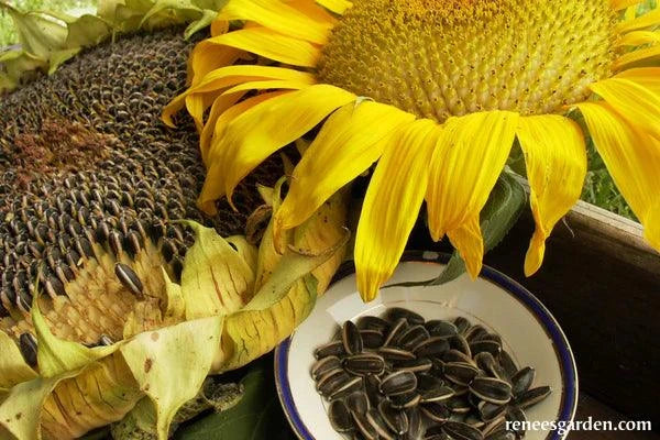 Renee's Garden Edible Sunflowers Snack Seed Seeds