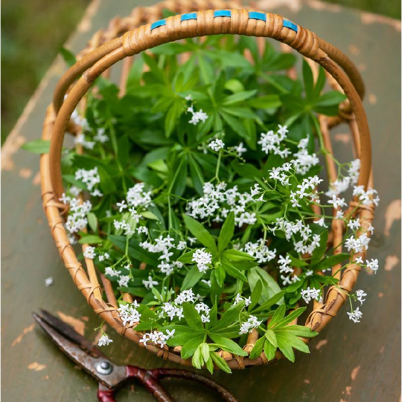 Organic Sweet Woodruff (1 Gallon)