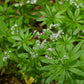 Organic Sweet Woodruff (1 Gallon)