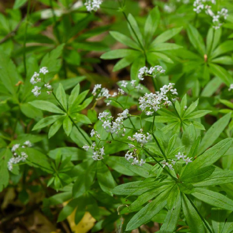 Organic Sweet Woodruff (1 Gallon)