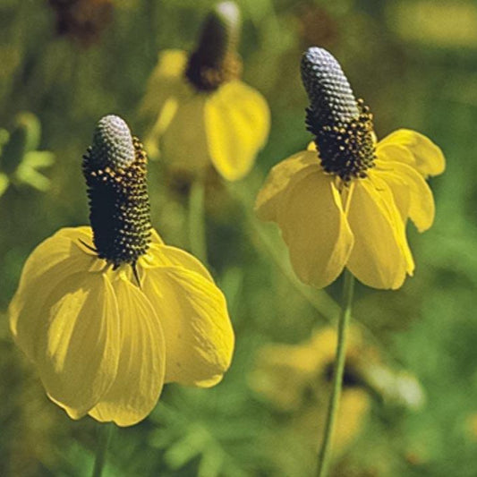 Coneflower, Yellow Prairie (1/4 lb) Grow Organic