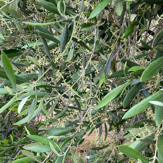 Taggiasca Olive Tree Grow Organic