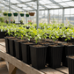 Tree Growing Containers - Treepots (Short) Grow Organic