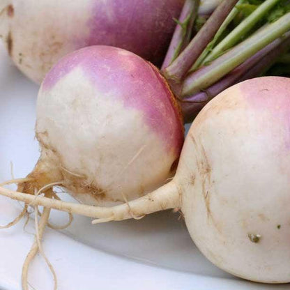 Purple Top White Globe Turnip Seeds (Organic) Peaceful Valley