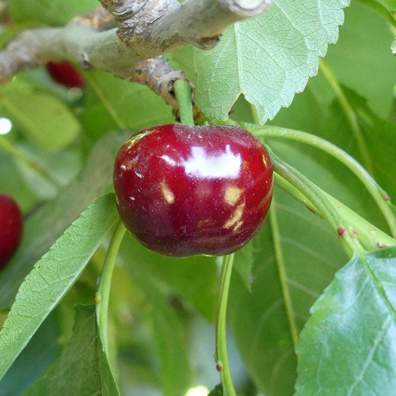 Cherry Tree With Roots Bare Root Cherry Trees for Beautiful Blossoms & Sweet Harvests – Grow ...