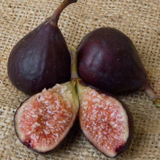 Violette de Bordeaux Fig Tree